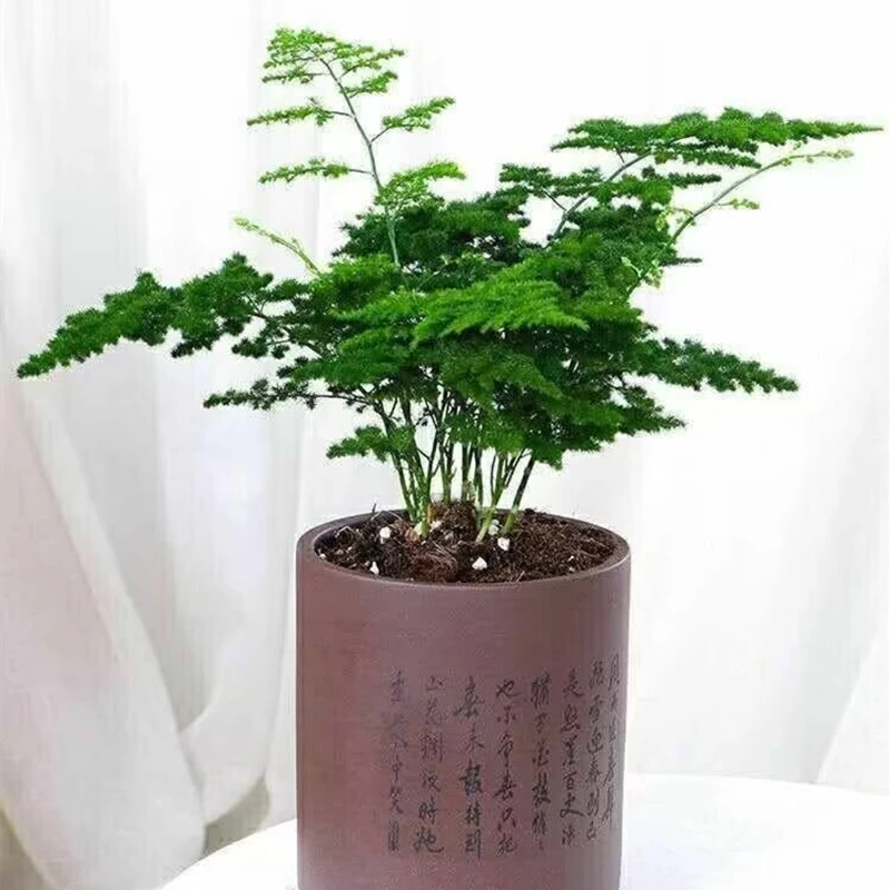 【文雅之竹】3盆高档名贵品种矮化密叶云竹云片松文竹盆栽好养