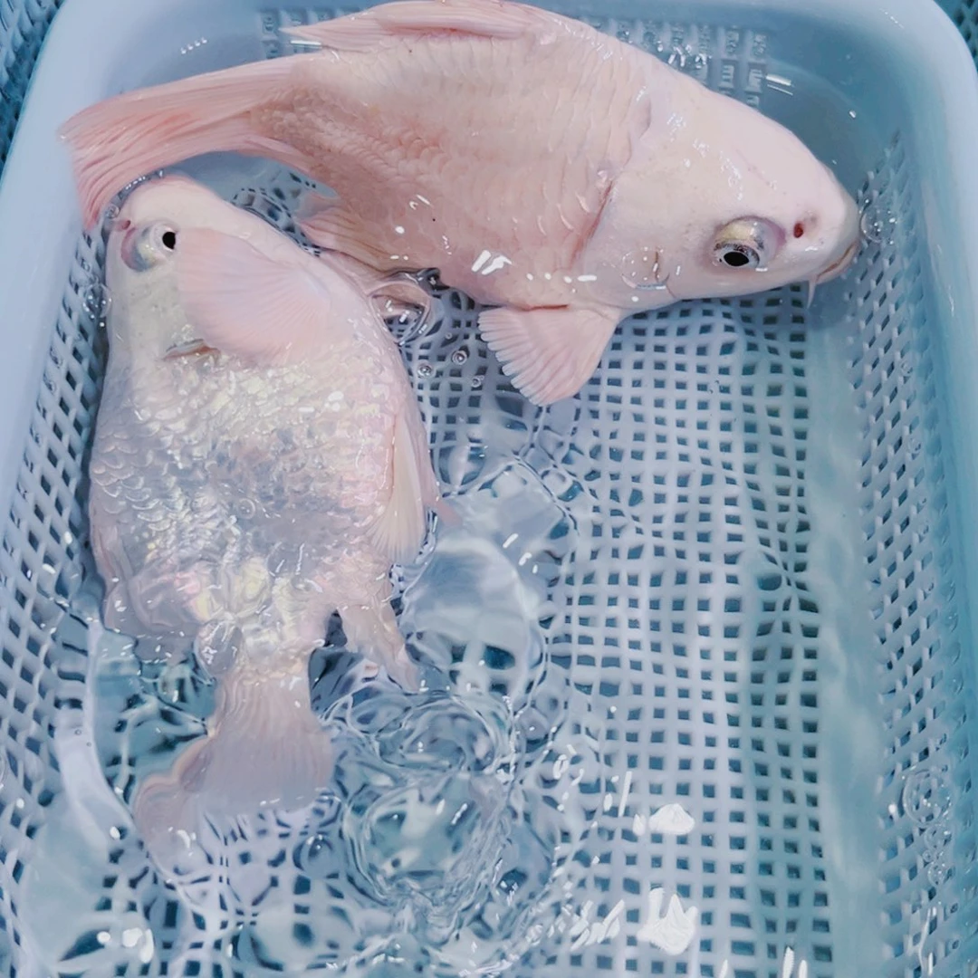 锦鲤锦鲤冷水鱼观赏