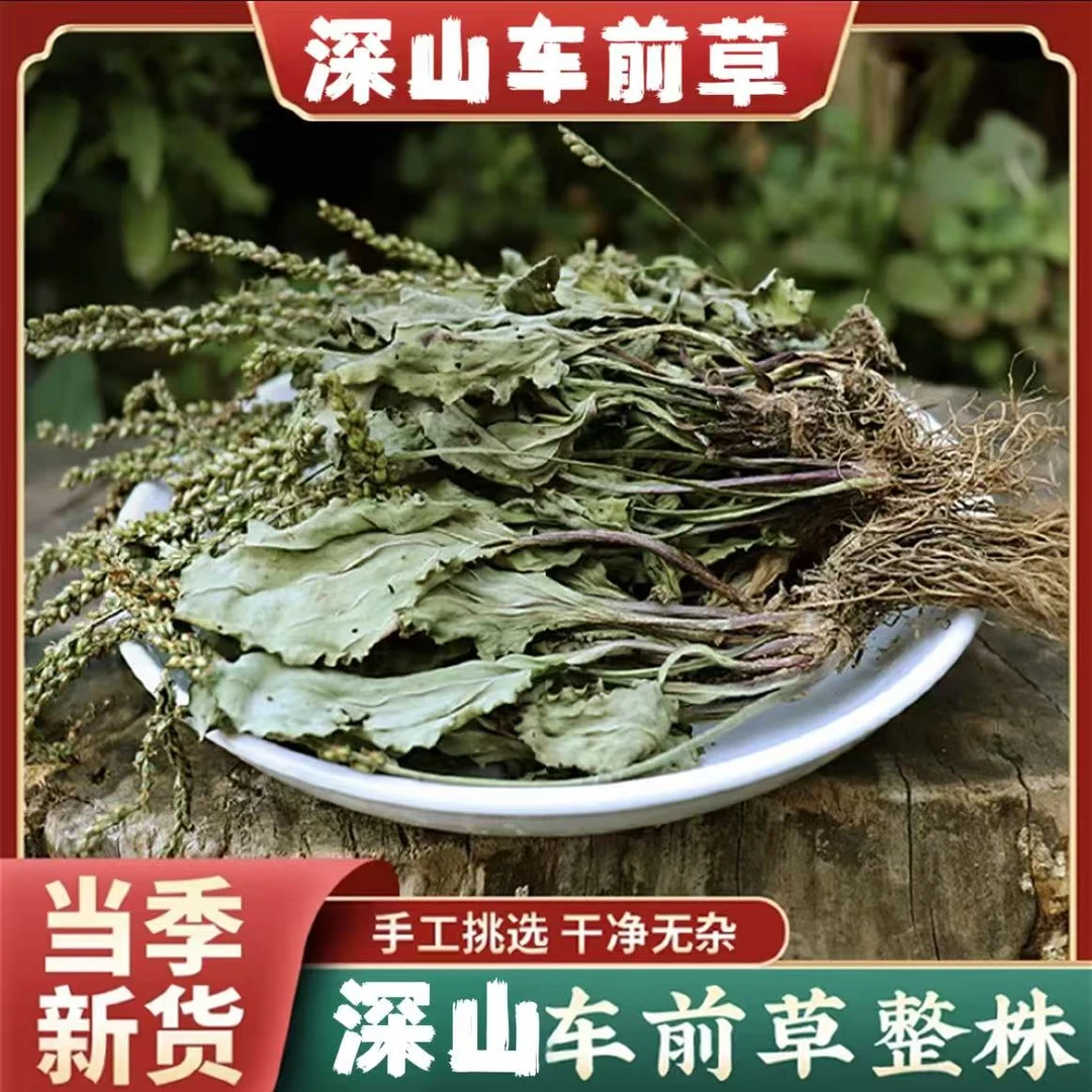 确山山货车前草当季新货整颗带根无熏硫太阳晾晒