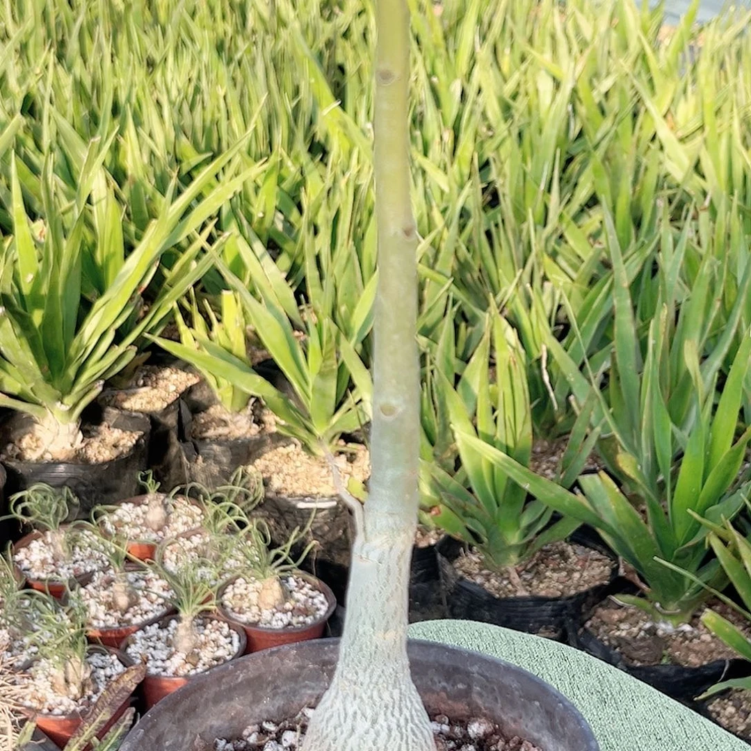 多肉植物莫提夫沙漠玫瑰