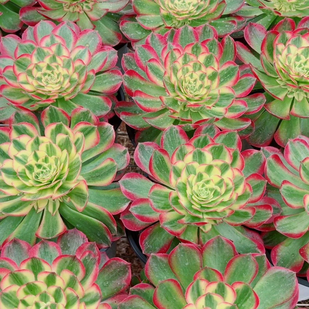 水中月量拍多肉法师一个