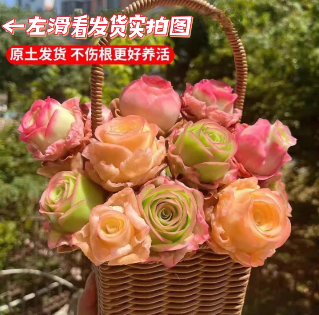 9颗玫瑰组合玫瑰多肉植物直播间展示为准