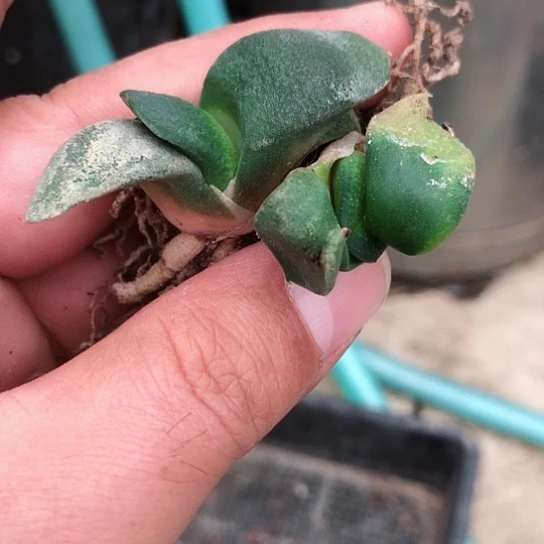 果*儿实生蜗牛2颗蜗牛