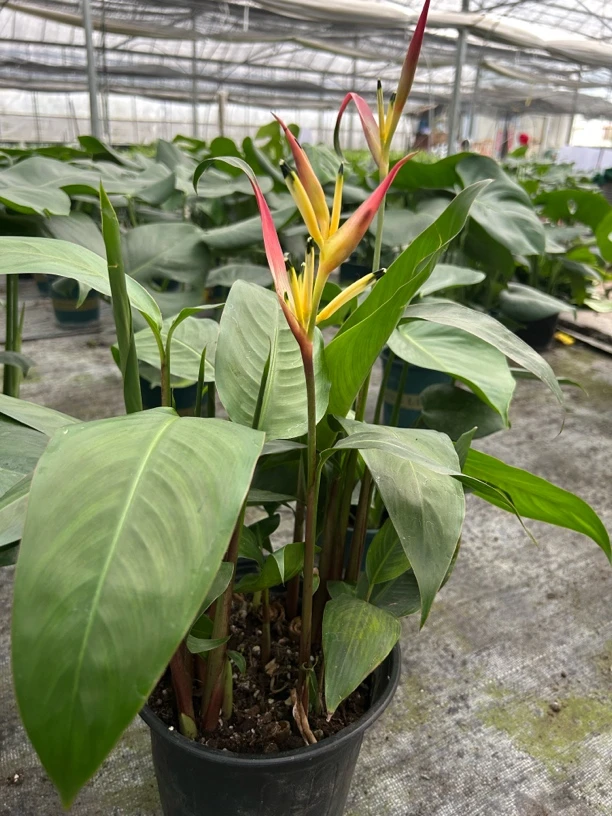 富贵鸟常年开花室内外好养耐活绿植