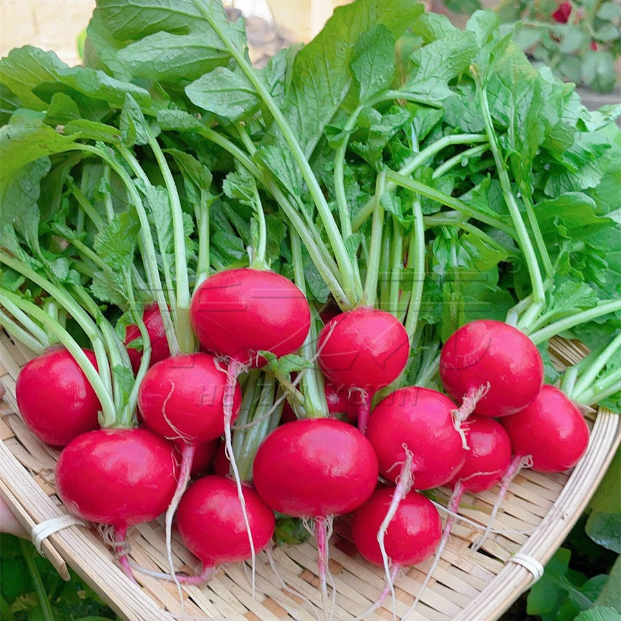 【春菜】樱桃萝卜一份