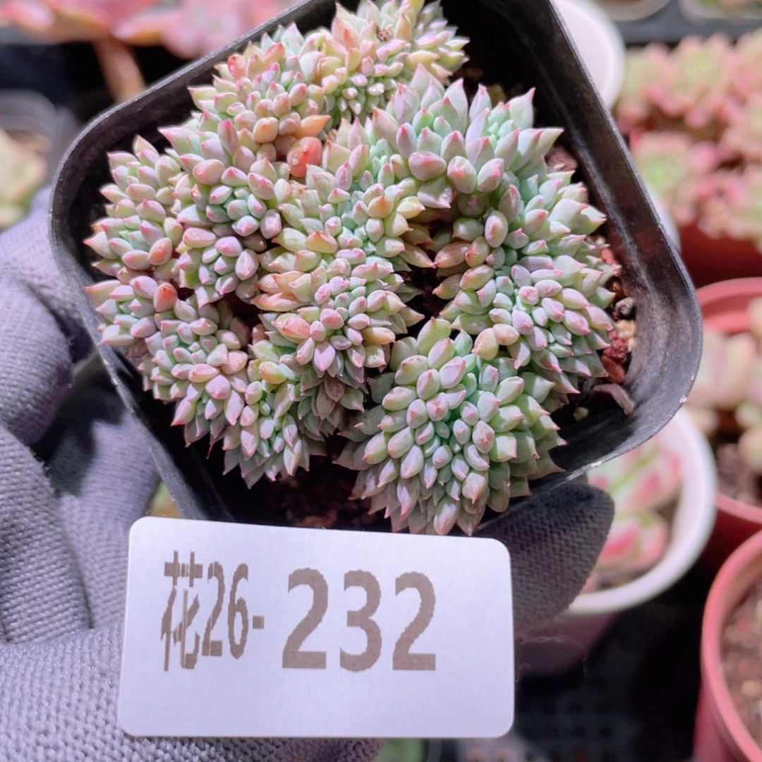 花利美26-232莱恩小精灵缀化