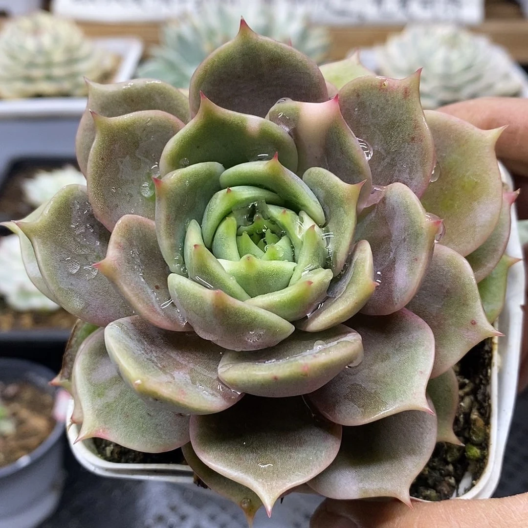 27221 贝加尔湖花脸锦