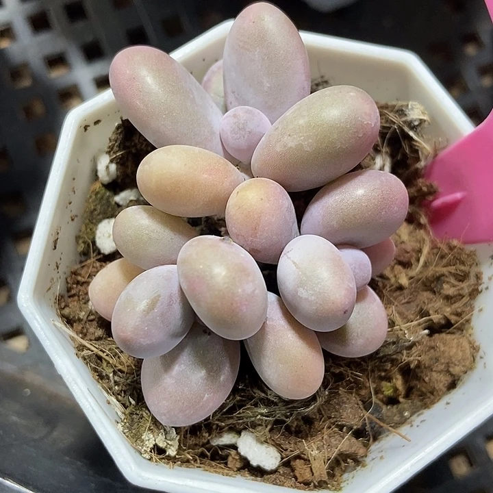 多肉植物蛋黄奶59