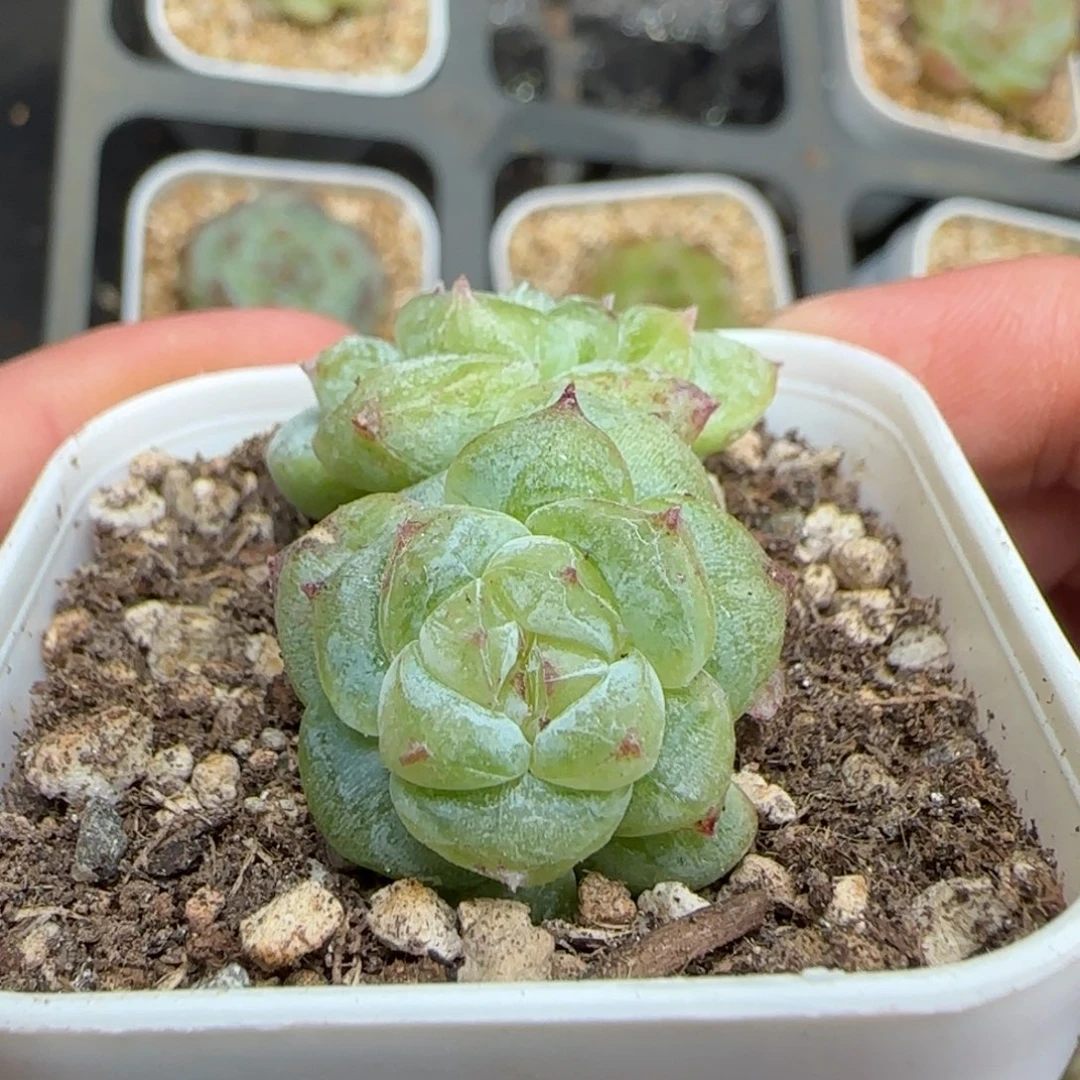 一物一拍椰子树石化