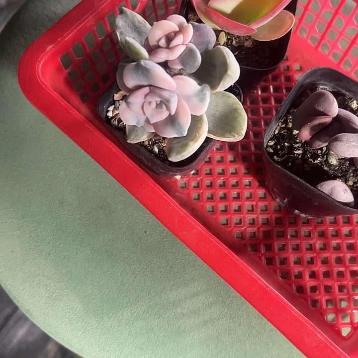 紫乐锦精品多肉植物