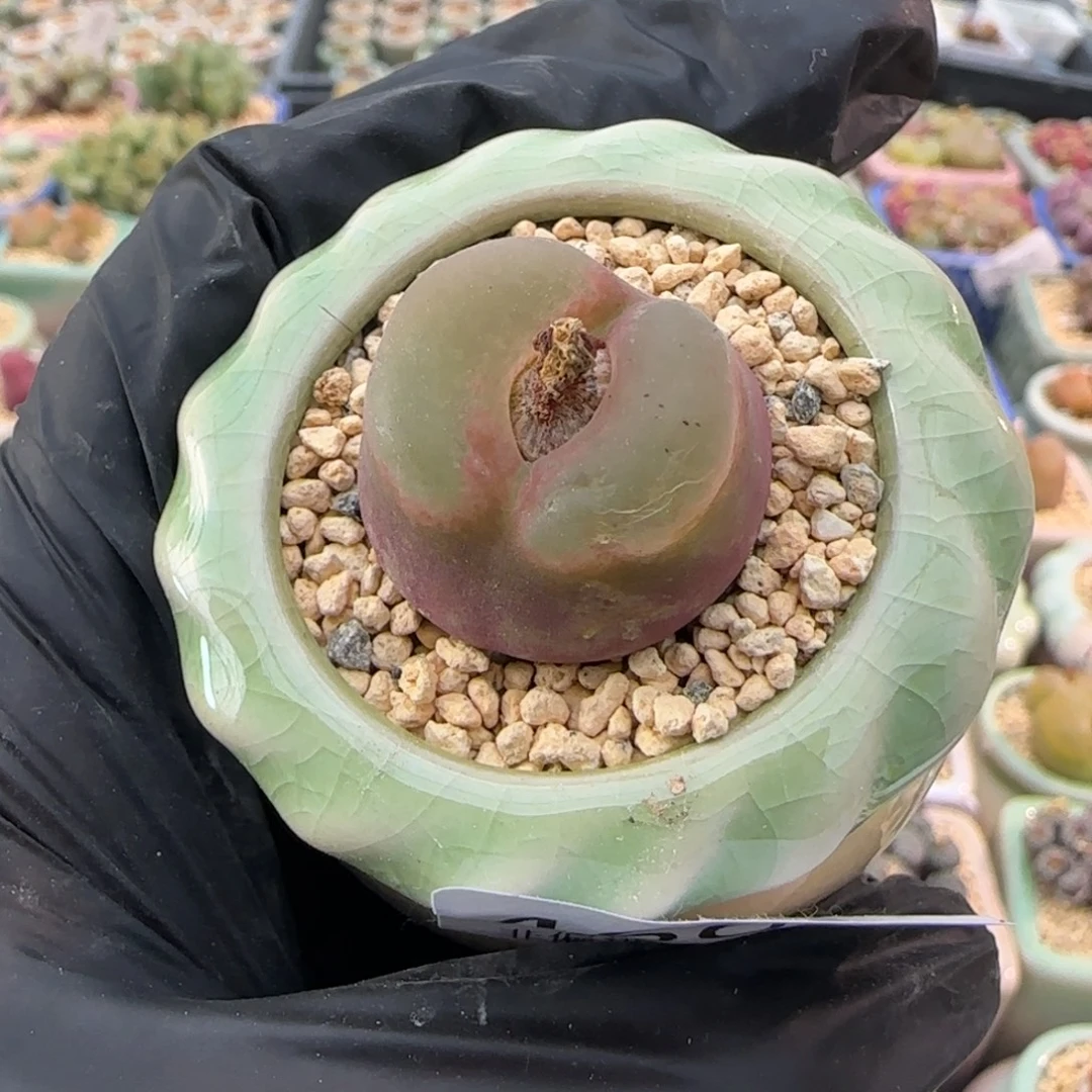 4669--一物一拍 带盆盆