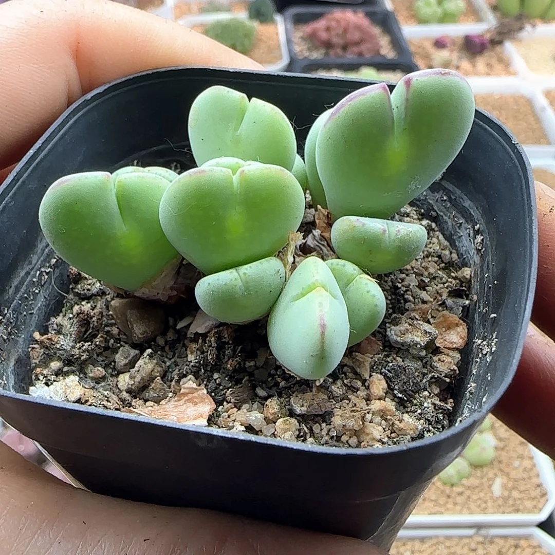 好看好看。        41092