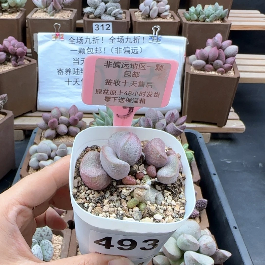 493黛安娜多肉植物