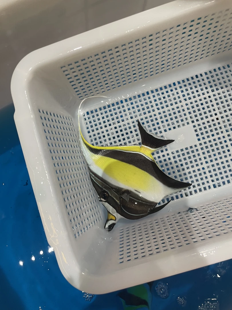 神像海水鱼观赏鱼 检疫养定颗粒 含包装20 运费另算