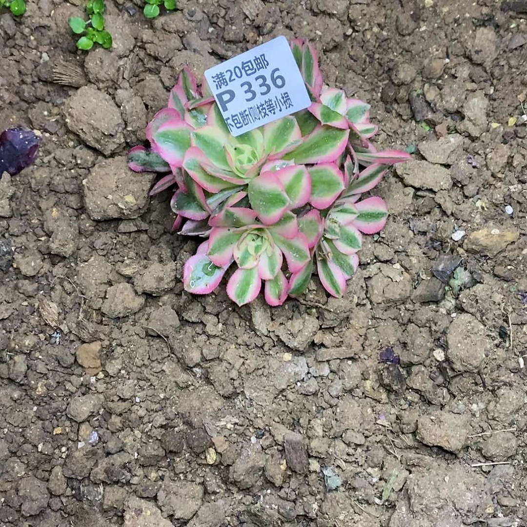 336女巫多肉法师锦