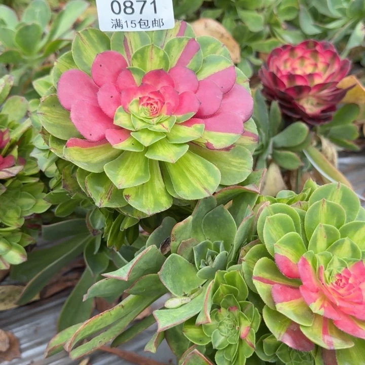 无**求871号无欲无求知否