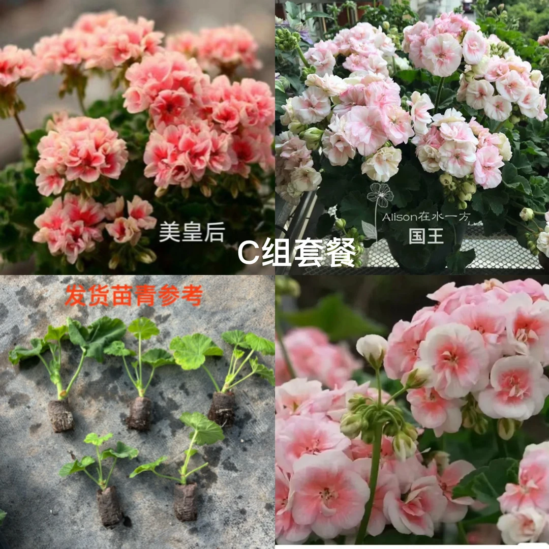 [C组套餐]（国王+公主+皇后）3颗天竺葵小苗包对版