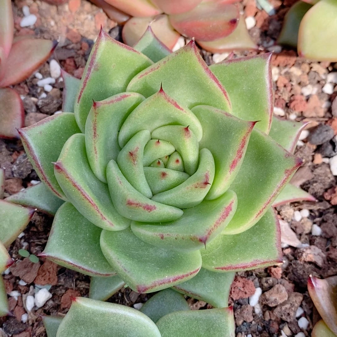 275 东云系多肉植物