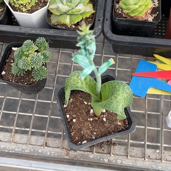 我也不知道我为什么要这样