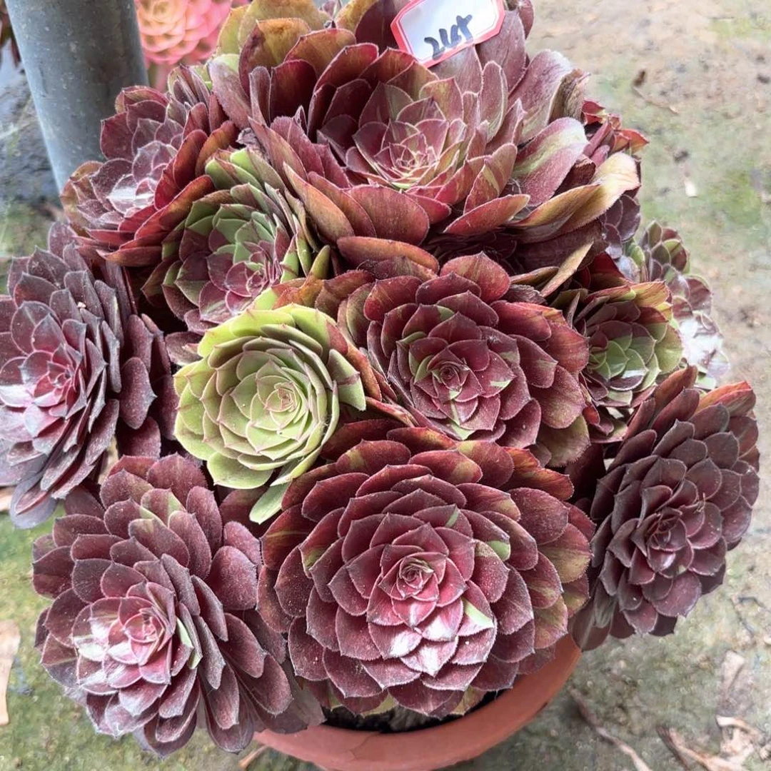 无花朵乐****?245花月夜多肉植物