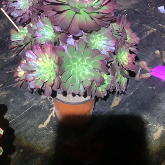 多肉植物烟花964