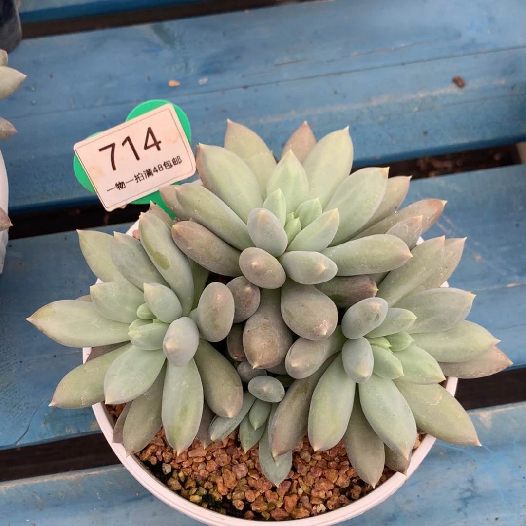 哥特萝莉彩体3头714