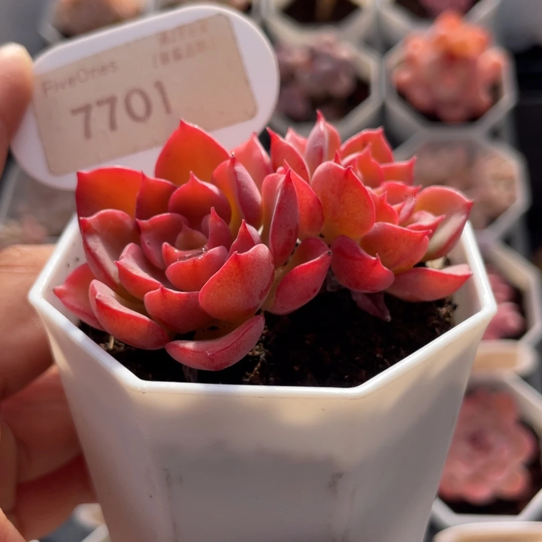 高贵7701-6.0厘米