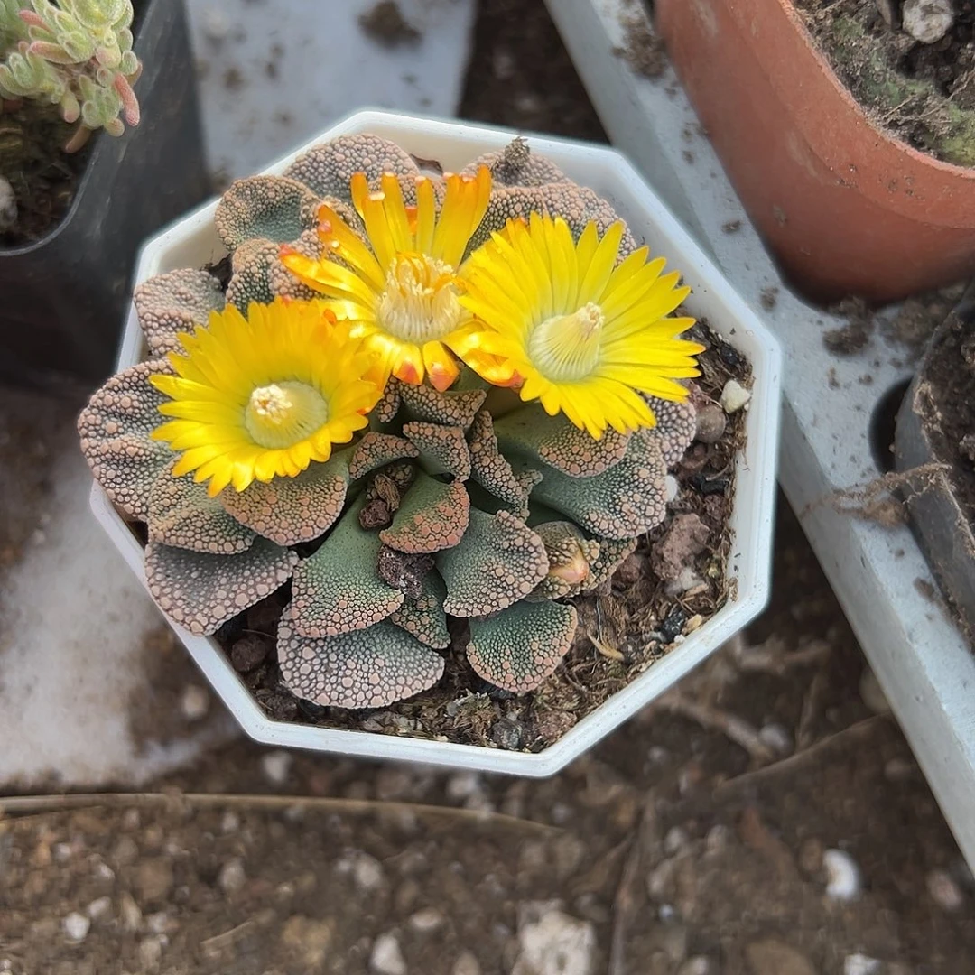 多肉植物小天女开花