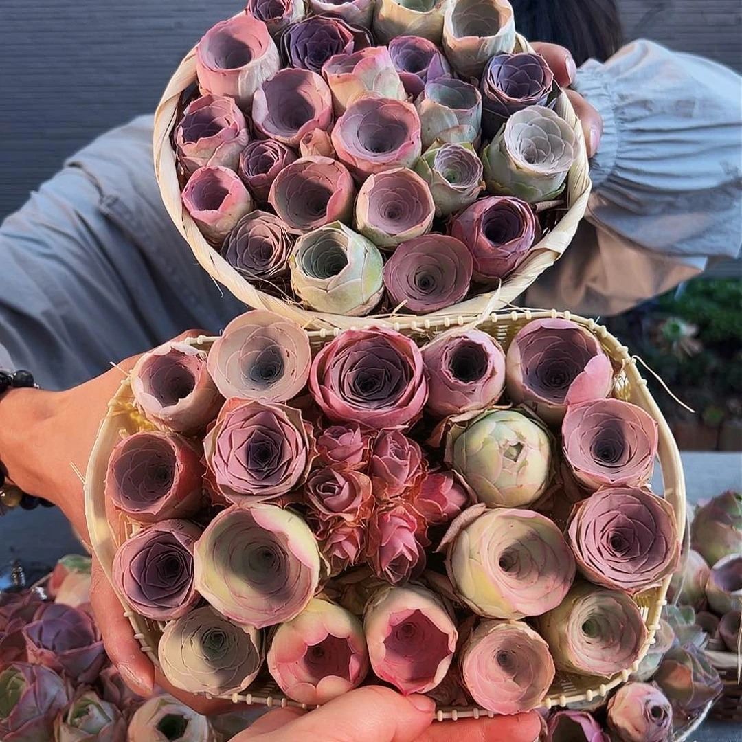 一*中山地玫瑰花篮。B409.410