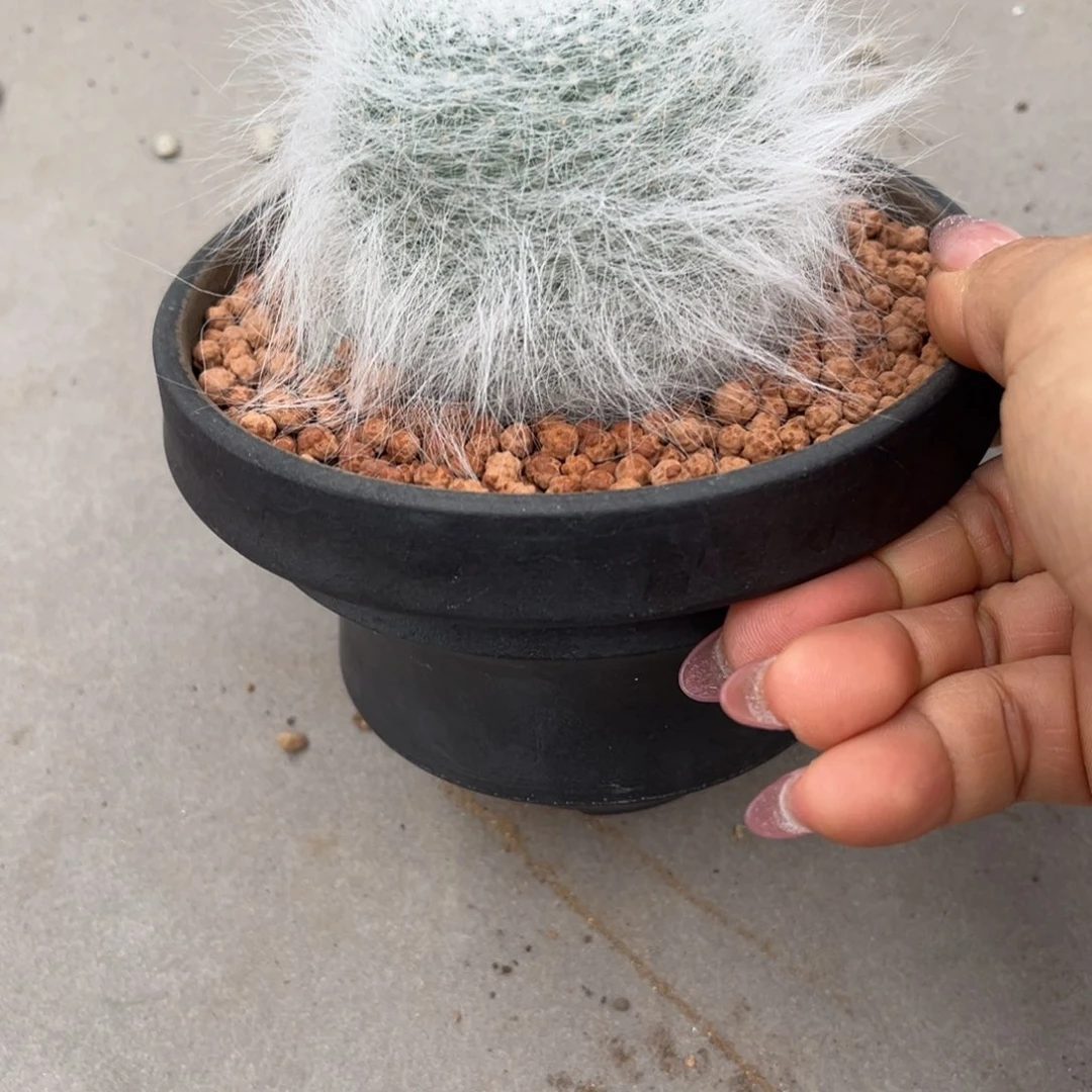 贝*?雪辕玉翁一物一拍