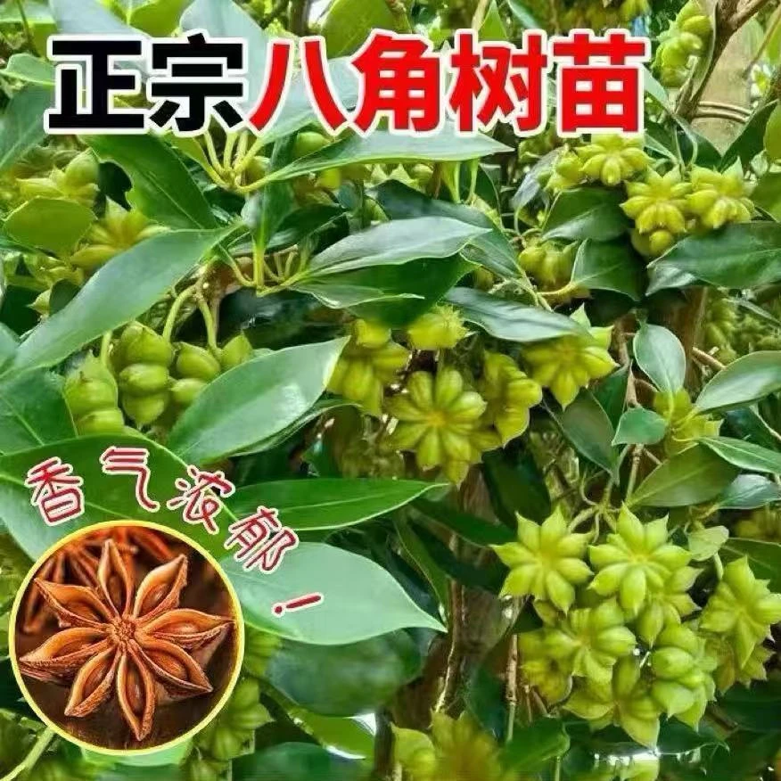 广西（八角树苗）广西正宗食用矮化高产带土带叶四季种植耐寒耐热