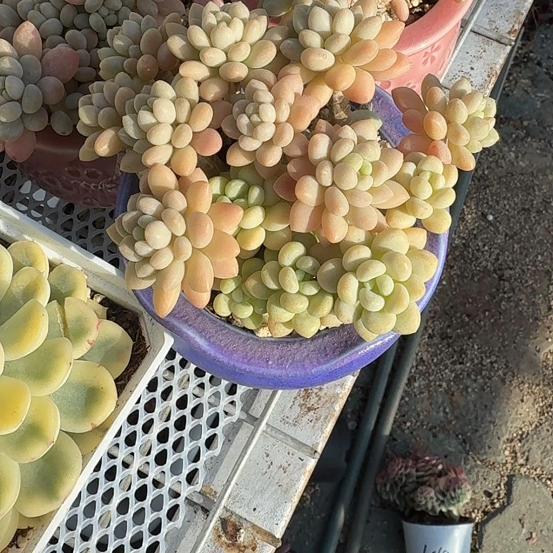 鱼子酱多肉植物净切