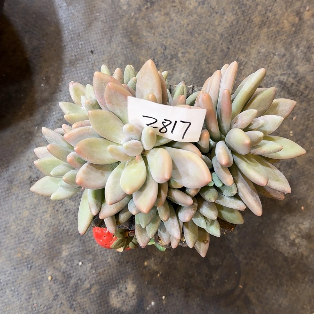 2817白兰地美人多肉植物