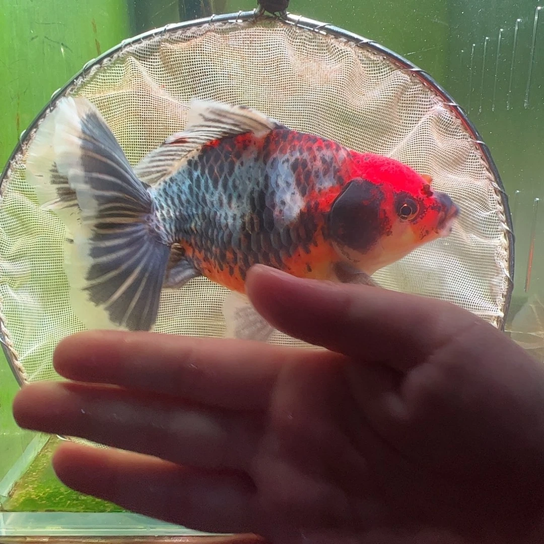 金鱼百褶泰狮压成6