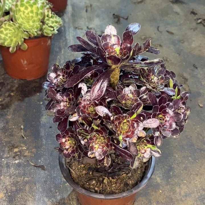 水墨丹青多肉植物046