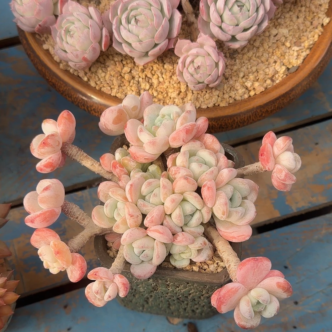 圆叶冷香一物一拍