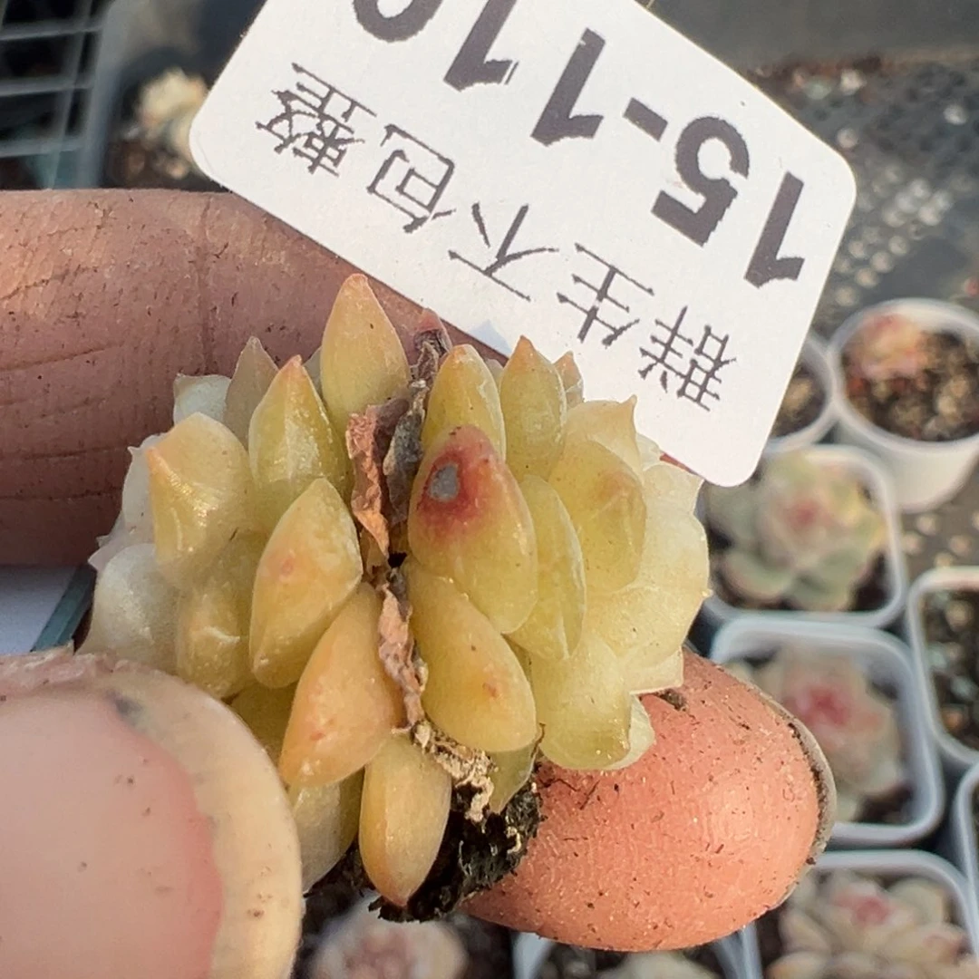 大*丽小卡拉米糖心一物一拍15-110