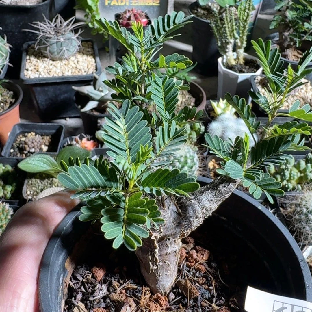 626沙漠苏木带盆发货