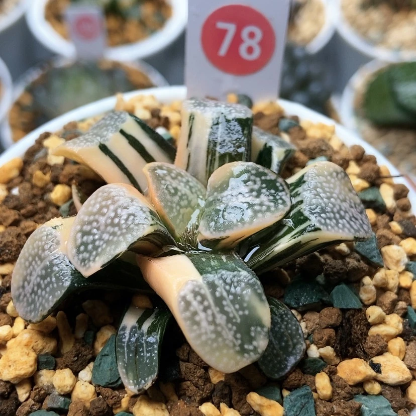 【闪购商品】是****了78点点寿锦