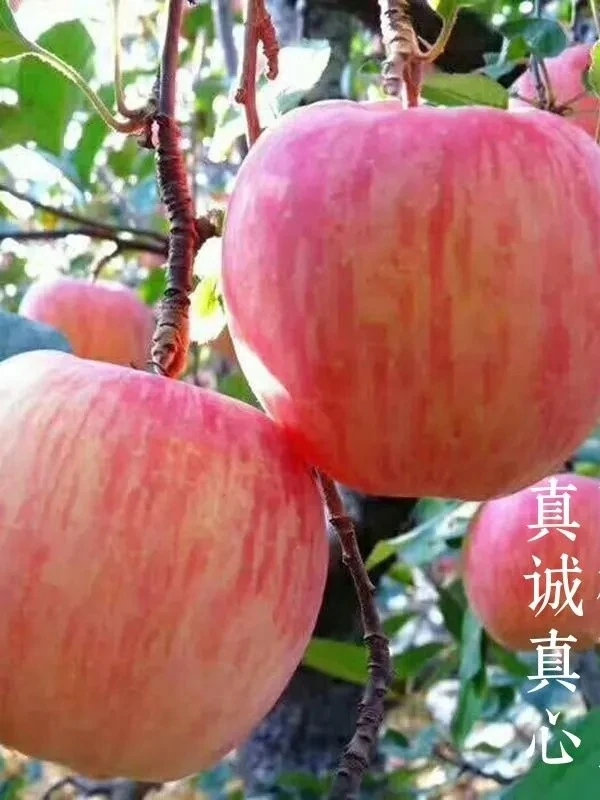烟台红富士苹果新鲜应季脆甜多汁皮薄肉脆口感好一级果出口品质