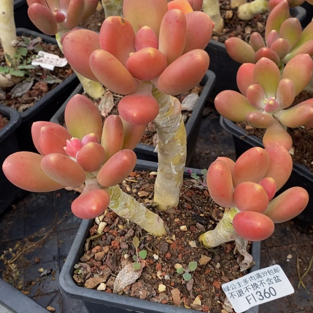 金蟾360/10cm多肉