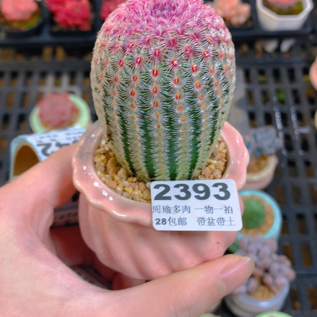 5厘米盆精控多肉2393