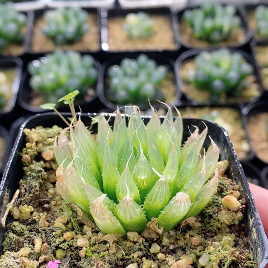 钻石实生针管玉露多肉