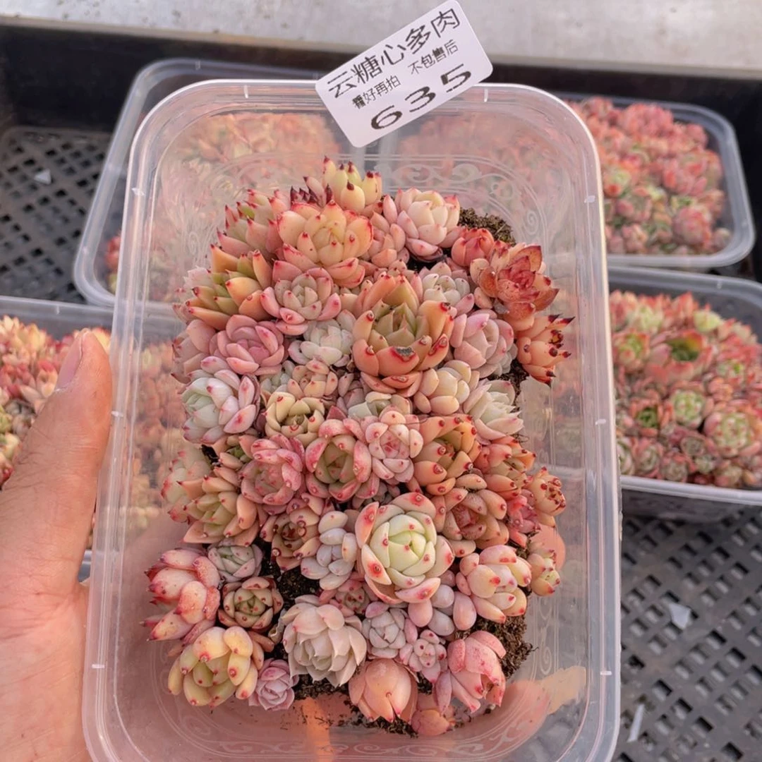 云糖心多肉植物635