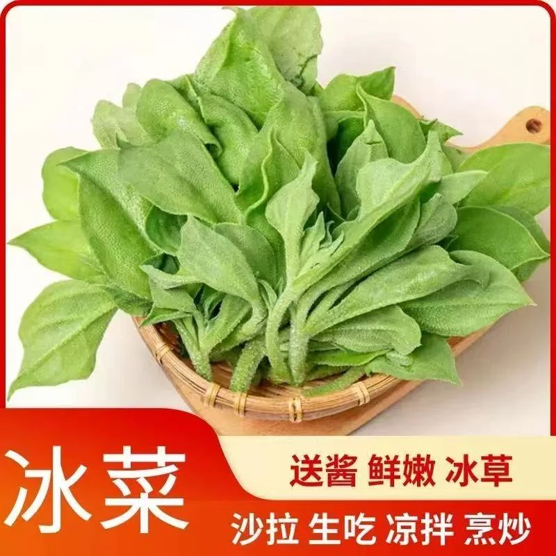 苏北现摘冰草冰菜新鲜蔬菜包邮即食沙拉菜水晶四季冰草冰冰菜顺丰