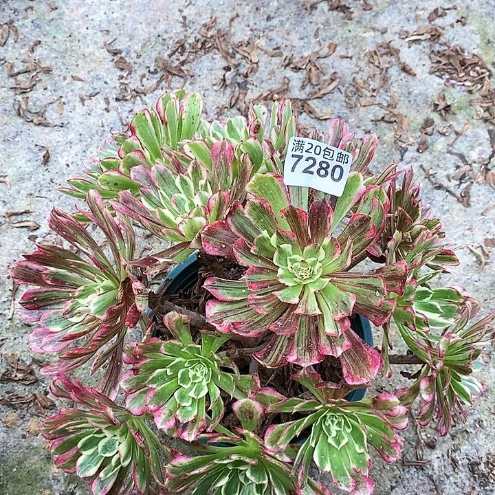 7280 一颗同花顺法师