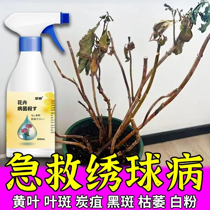 绣球病专用病菌清肥料绣球花炭疽白粉病黄叶黑斑灰霉枯萎病营养液