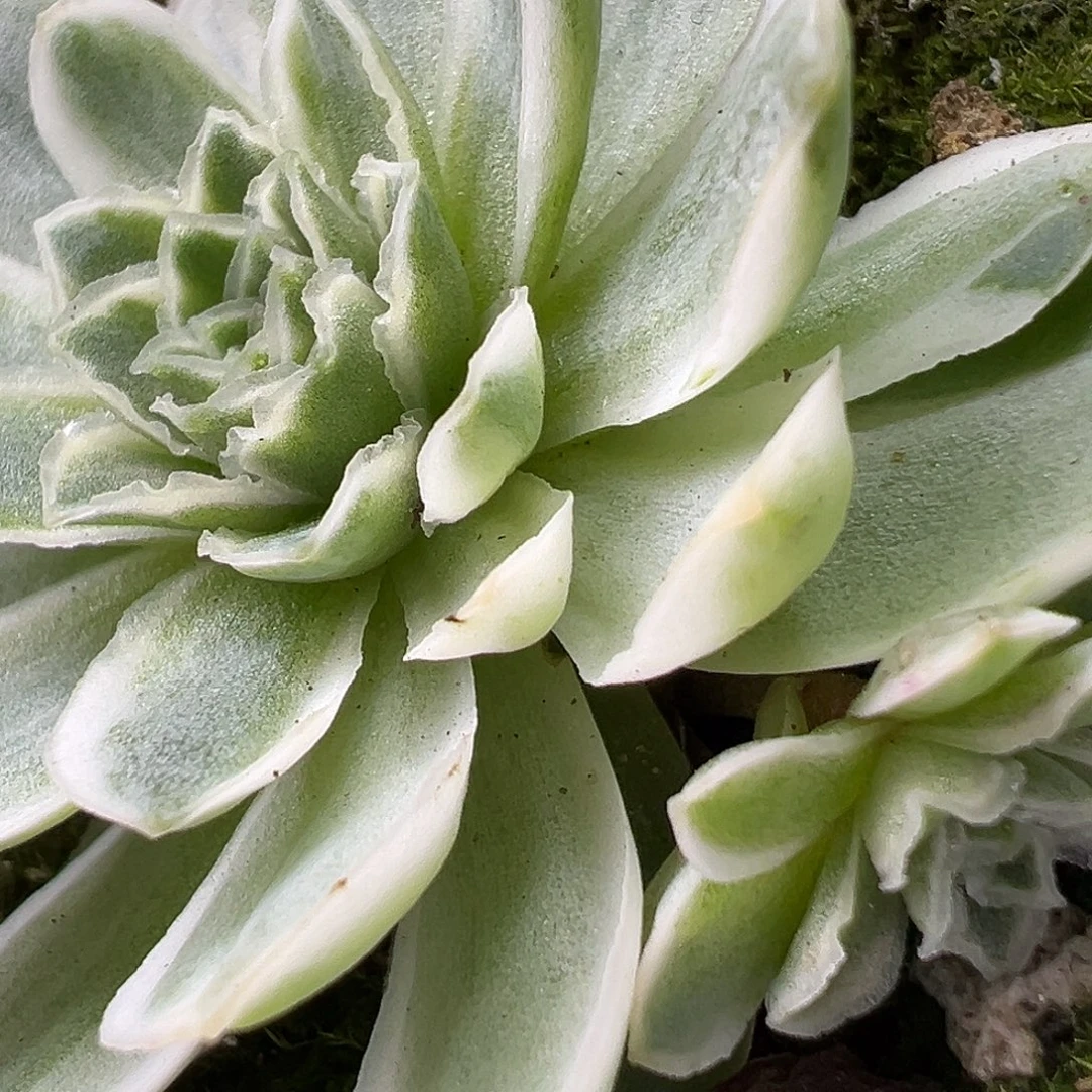 山地玫瑰锦秋夕913号