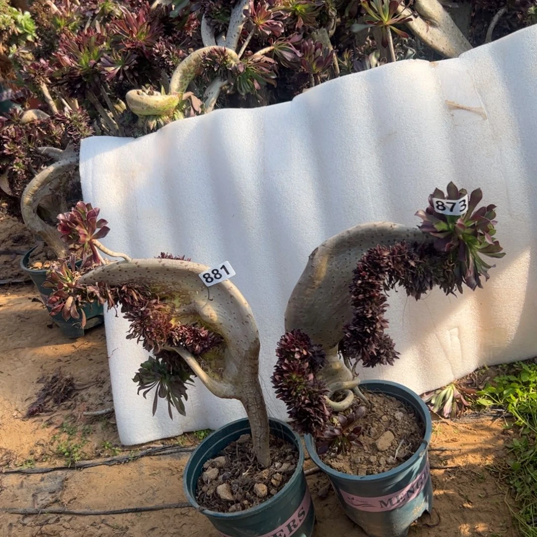 有伤黑缀两颗881.873