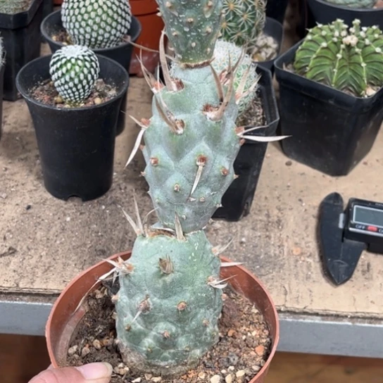 当前无花栽培后可以开花纸刺武藏野